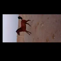 کره مادیان کرد|اسب و تجهیزات اسبسواری|اراک, |دیوار