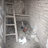 تعدادی مرغ و خروس لری گلین سرحال