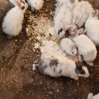 خرگوش|موش و خرگوش|اهواز, دغاغله|دیوار
