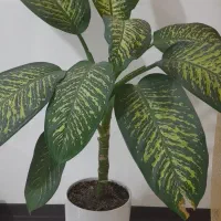 گل آپارتمانی