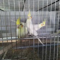 عروس هلندی|پرنده|لامرد, |دیوار