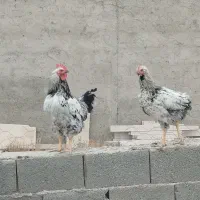 خروس و بوقلمون محلی جوان|حیوانات مزرعه|هشتگرد, ینگی امام|دیوار