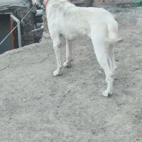 سگ نگهبان|سگ|گلمکان, |دیوار