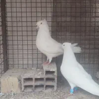 کفترسفید دوکاکله