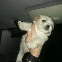 توله سگ مالتیشو