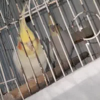 پرنده|پرنده|رضوانشهر, |دیوار