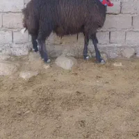 بره قوچی|حیوانات مزرعه|تربت جام, خیرآباد|دیوار