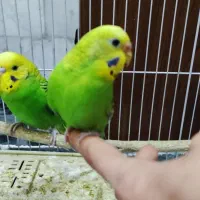 یک جفت مرغ عشق دستی