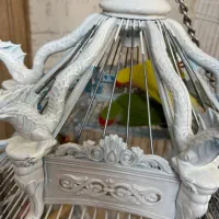 طوطی برزیلی