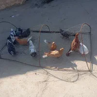 11عدد کفتر غریب|پرنده|بجنورد, |دیوار