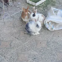 خرگوش  فروشی