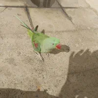 شاه طوطی|پرنده|نسیمشهر, |دیوار