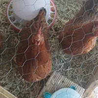 ۳ مرغ تخم گذار تازه آمدن تخم .... سن وارها ۵ماهه
