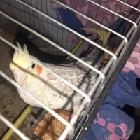 جفت عروس هلندی|پرنده|اهواز, کوی مندلی(سه راه خرمشهر)|دیوار