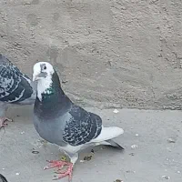 پرمرغ|خوردنی و آشامیدنی|زابل, |دیوار