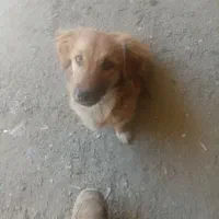 سگ  پاکوتاه