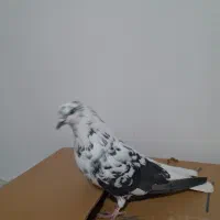 سوسکی دم سفید