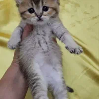 توله گربه های بریتیش|گربه|دزفول, |دیوار