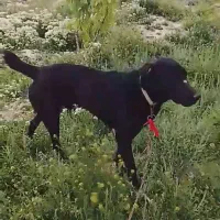 سگ خراسانی