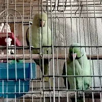 یک جفت طوطی ملنگوسخنگوفروش فوری
