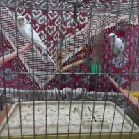 مرغ عشق و قفس|پرنده|رشت, کوی حسینی|دیوار