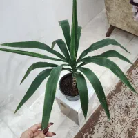 یوکا|گل و گیاه طبیعی|قزوین, |دیوار