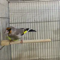 سهره|پرنده|شهر ری, ملک‌آباد|دیوار