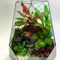 تراریوم چندوجهی