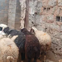 فروش میش وقوچ|حیوانات مزرعه|هرسین, |دیوار