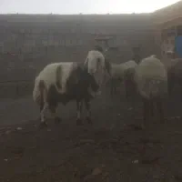 قوچ پلنگی