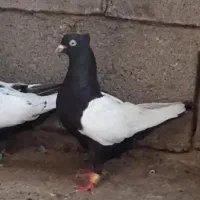 سینه ای ماده ۲ عدد نوک روشن، بدون دورنوک، سری ۷۰۰|پرنده|دزفول, |دیوار