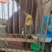 عروس هلندی نر