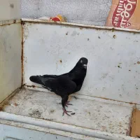 کفتر یا کبوتر|پرنده|هشتگرد, شهرک راه آهن|دیوار