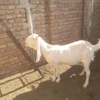 بز گلابی اصیل|حیوانات مزرعه|ایرانشهر, |دیوار