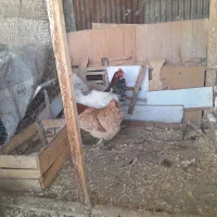 خروس|حیوانات مزرعه|رشت, معلولین|دیوار