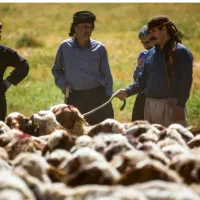 پشم چینی گوسفند و بره پروار و....