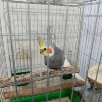 پرنده|پرنده|چهارباغ, |دیوار