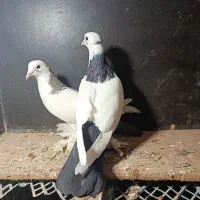 فیلی گوروخ قره گوروخ