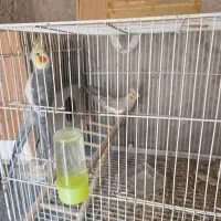 پنج‌جفت‌عروس‌مولد.تخم‌وجوجه‌درست.برای‌‌درآمد‌زایی‌|پرنده|بردسکن, |دیوار