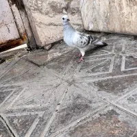 کفتر شامی نذ|پرنده|بم, |دیوار