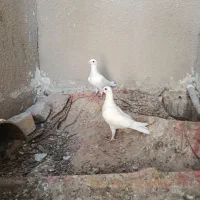 کفتر آلمانی پلاکی