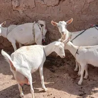 خوب|حیوانات مزرعه|تربت جام, میان جام|دیوار