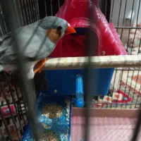 یک جفت فنچ به همراه تمام وسایل ها|پرنده|بهارستان, |دیوار