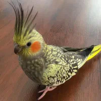 عروس هلندی جوجه سرلاکی