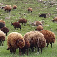 گوسفند شش ماه عقیقه قربانی عروسی خون کردن|حیوانات مزرعه|مشهد, نوید|دیوار