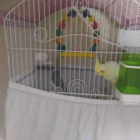 یک جفت عروس هلندی بازی گوش تخم گذار .|پرنده|اسلامشهر, زرافشان|دیوار