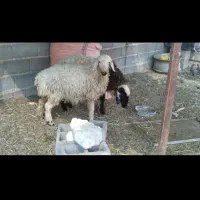 دو راس بره ماده سه قلوزا ابستن بشرط تضمینی|حیوانات مزرعه|داراب, |دیوار