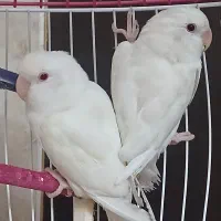 طوطی کوتوله آلبینو