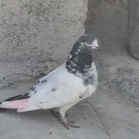 پرندگان|پرنده|بندرعباس, |دیوار