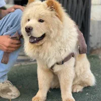 سگ چاو چاو